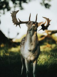 Deer standing on field