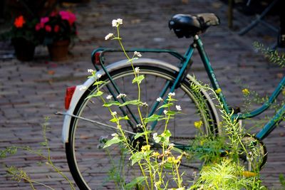 Close-up of bicycle against plants