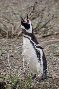 Close up of a penguin on land