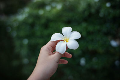 Close-up of hand holding white rose flower