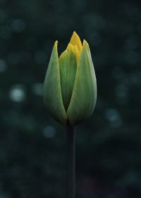 Close-up of lotus bud