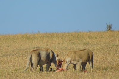 Horses in a field