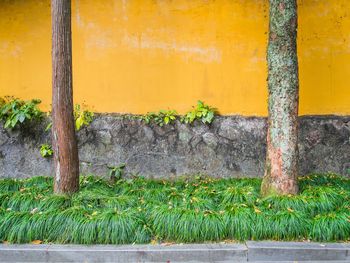 Close-up of yellow wall