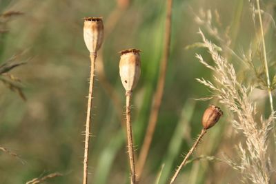 Close-up of flower buds on field