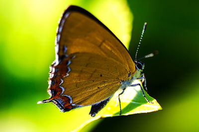 Close-up of butterfly