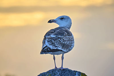 Close-up of seagull perching on rock against sky