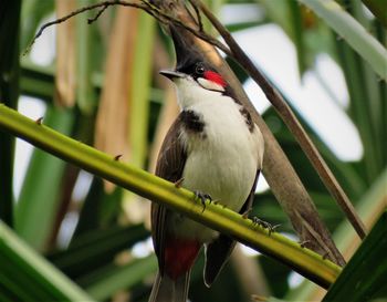 Red-whiskered bulbul