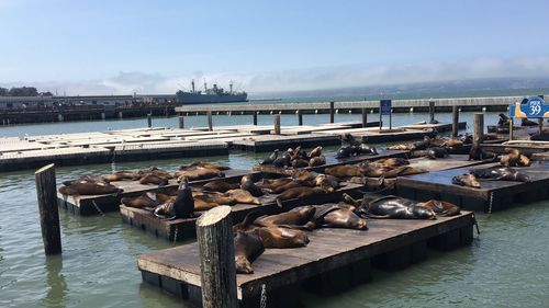 Seals at pier 39 in san francisco