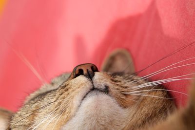 Close-up of cat sleeping