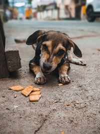 Close-up of dog