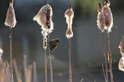 Close-up of wilted flowers against lake