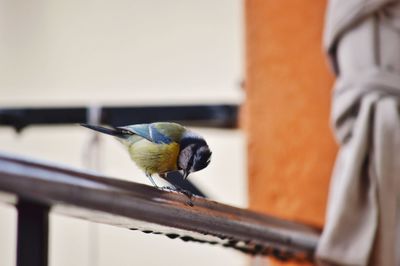 Close-up of bird perching on railing