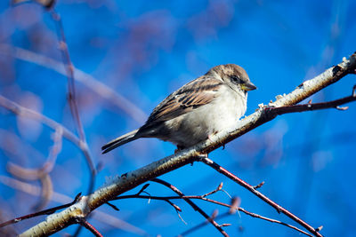 Low angle view of bird perching on branch