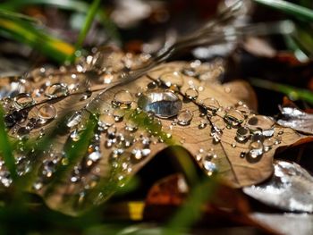 Close-up of raindrops on leaves