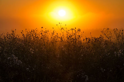 Silhouette plants on field against sky during sunset