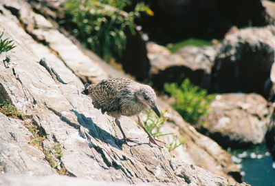 High angle view of bird perching on rock