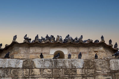 Pigeon standing on the roof of church the pantanassa in monastiraki athens