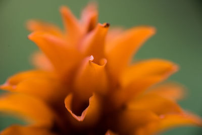 Close-up of orange day lily blooming outdoors