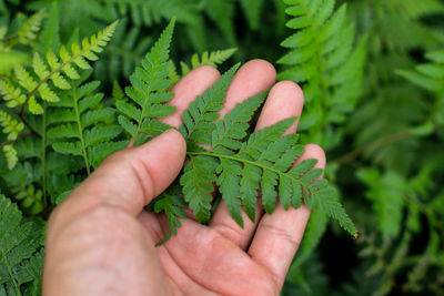 Close-up of hand holding leaves