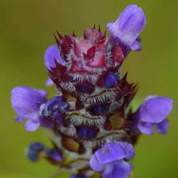 Close-up of purple flowers blooming outdoors