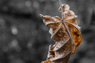 Close-up of dry leaves on plant during winter