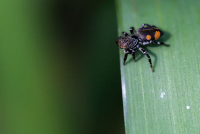 Close-up of insect on leaf