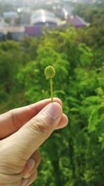 Close-up of hand holding bud