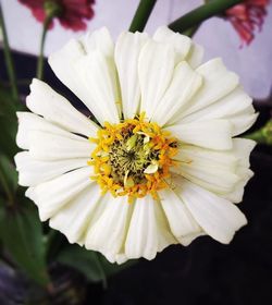 Close-up of white flower