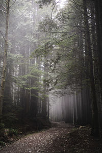 Trees in forest