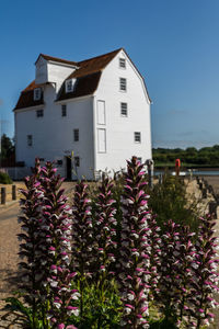 Close-up of purple flowering plant against building