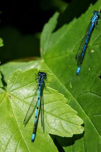 Close-up of insect on leaf
