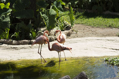 View of birds in water