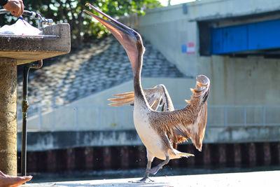 Bird flying over the wall
