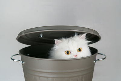 Portrait of cat in container