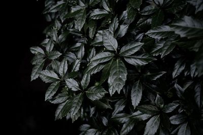 Close-up of leaves over black background