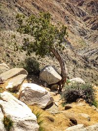 High angle view of lizard on rock against trees