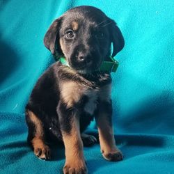 Close-up portrait of puppy