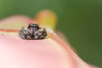 Close-up of spider