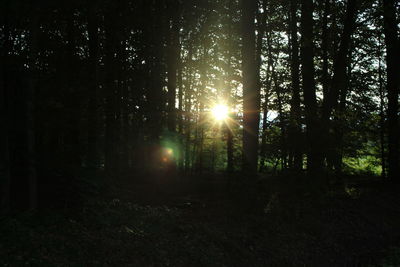 Trees in forest