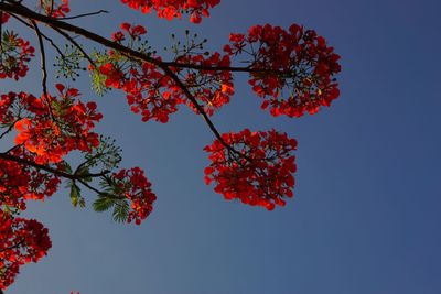 Low angle view of red tree against sky