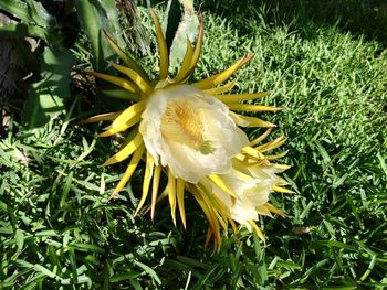 Close-up of yellow flower