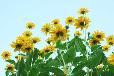 Close-up of yellow flowers blooming outdoors