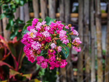 Close-up of pink flowers