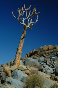 Low angle view of bare tree against clear blue sky