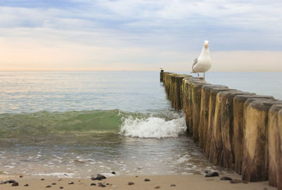 Bird perching on beach against sky