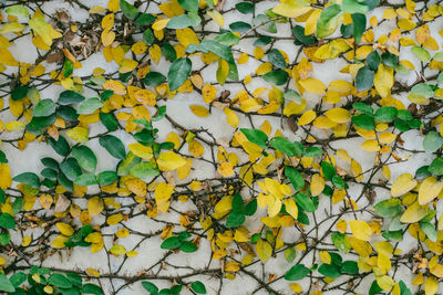 Full frame shot of yellow leaves on plant