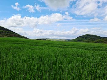 Scenic view of agricultural field against sky