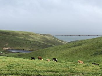 View of sheep on grassy field against sky