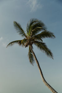 Low angle view of palm tree against sky