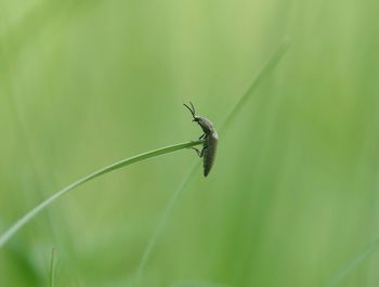 Close-up of insect on blade of grass